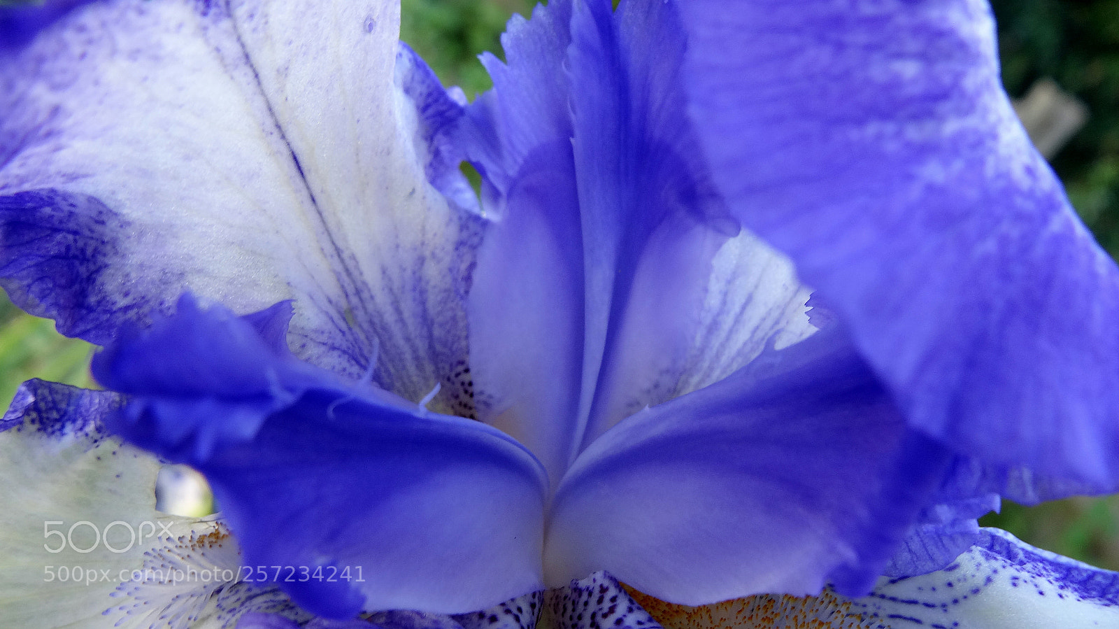 Sony Cyber-shot DSC-HX20V sample photo. Rapsody in blue photography