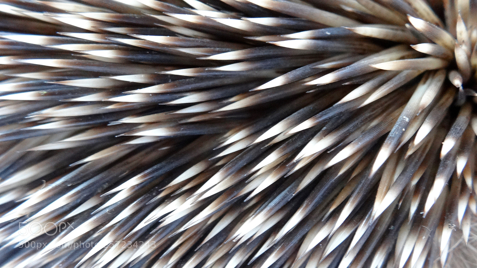 Sony Cyber-shot DSC-HX20V sample photo. Hedgehog photography
