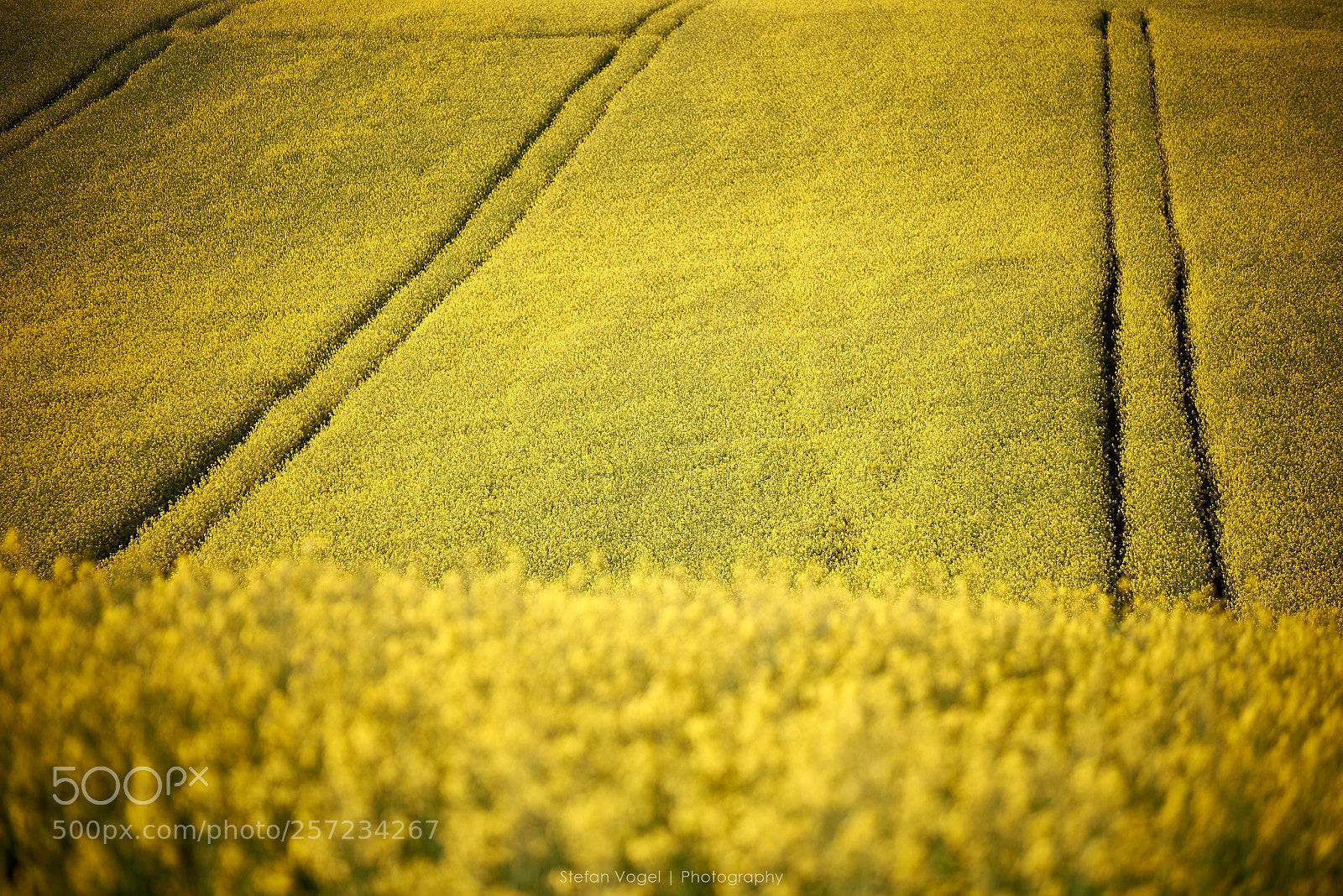 Nikon D750 sample photo. Fields of yellow photography