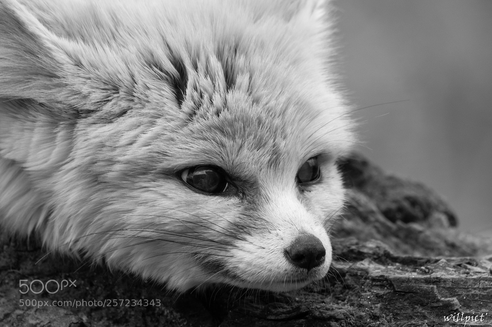 Nikon D7200 sample photo. Fennec photography