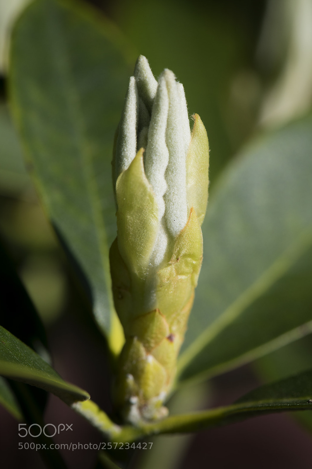 Nikon D850 sample photo. D850 macro test shots photography