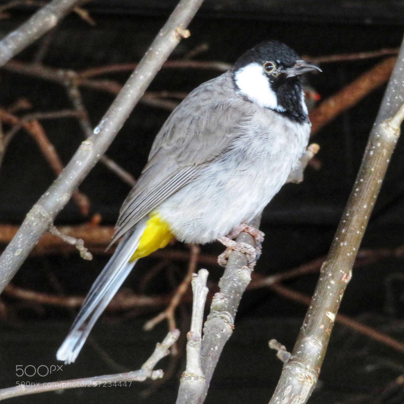 Canon PowerShot SX720 HS sample photo. White-cheeked bulbul  photography