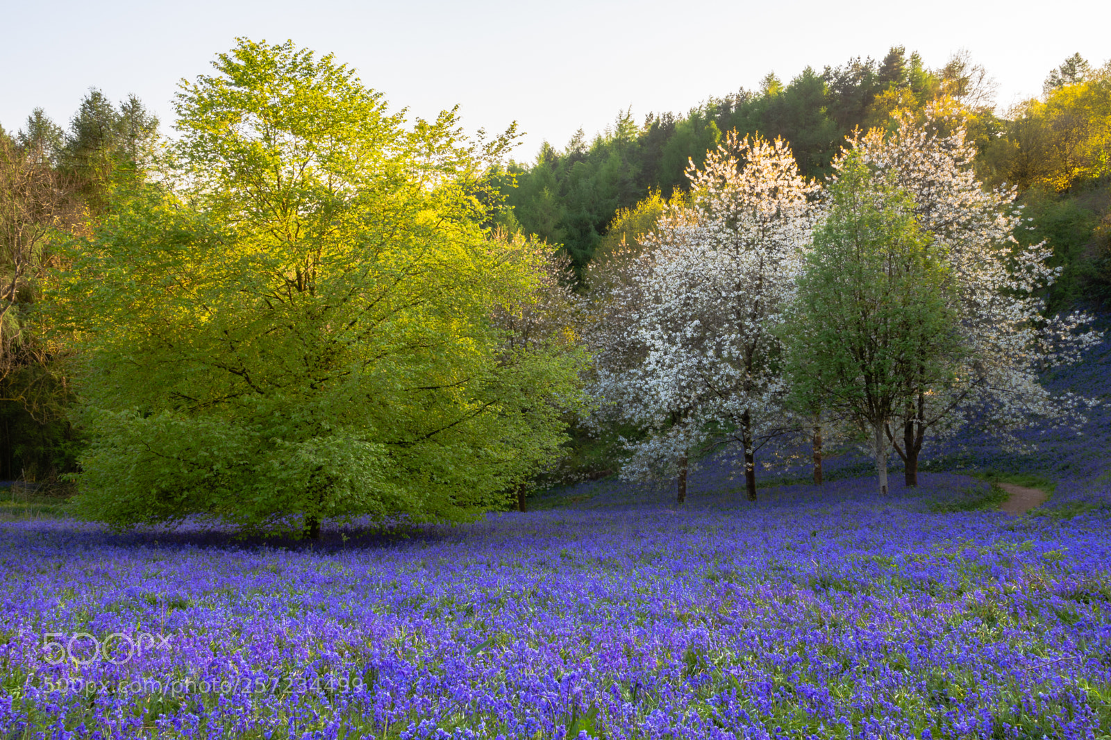 Canon EOS 700D (EOS Rebel T5i / EOS Kiss X7i) sample photo. Bluebells at clent hills photography
