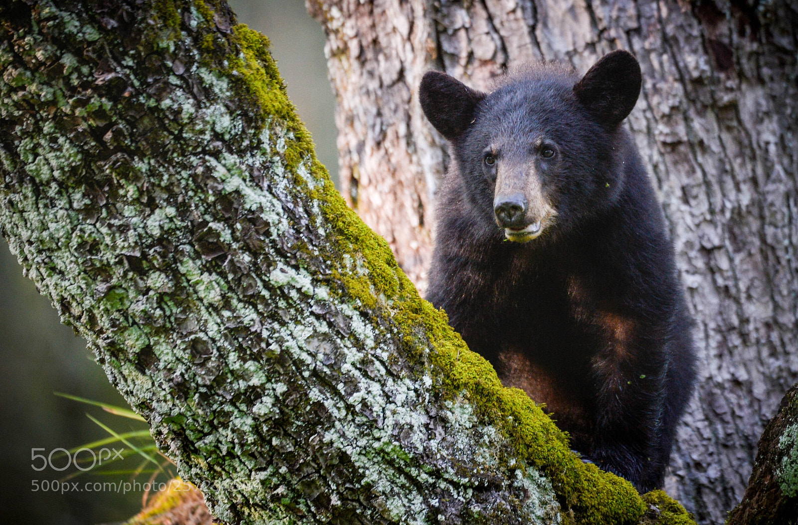 Nikon D4 sample photo. Cubs love trees! photography