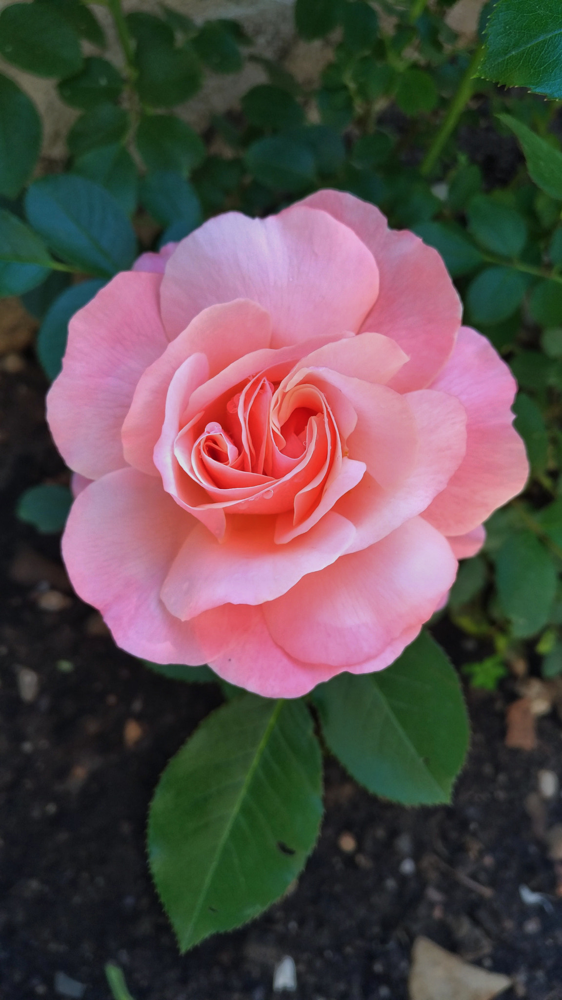 ASUS ZenFone 3 (ZE552KL) sample photo