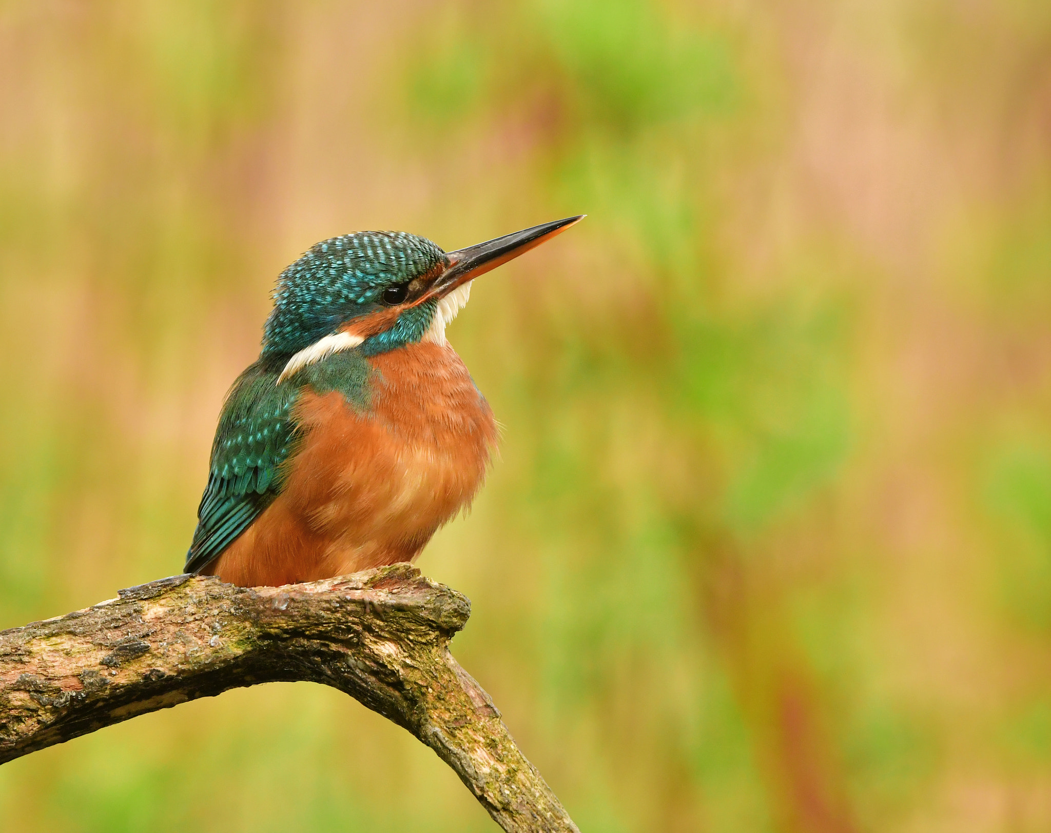 Nikon AF-S Nikkor 500mm F4G ED VR sample photo. Ijsvogel photography