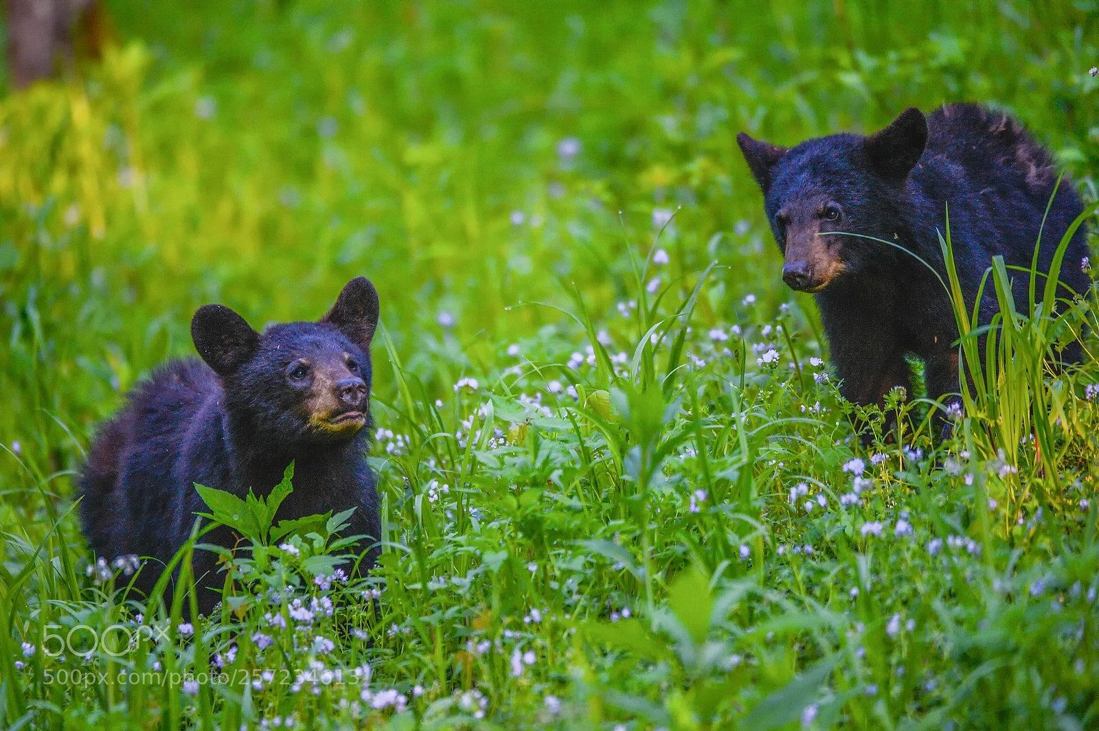 Nikon D4 sample photo. Brothers romping! photography