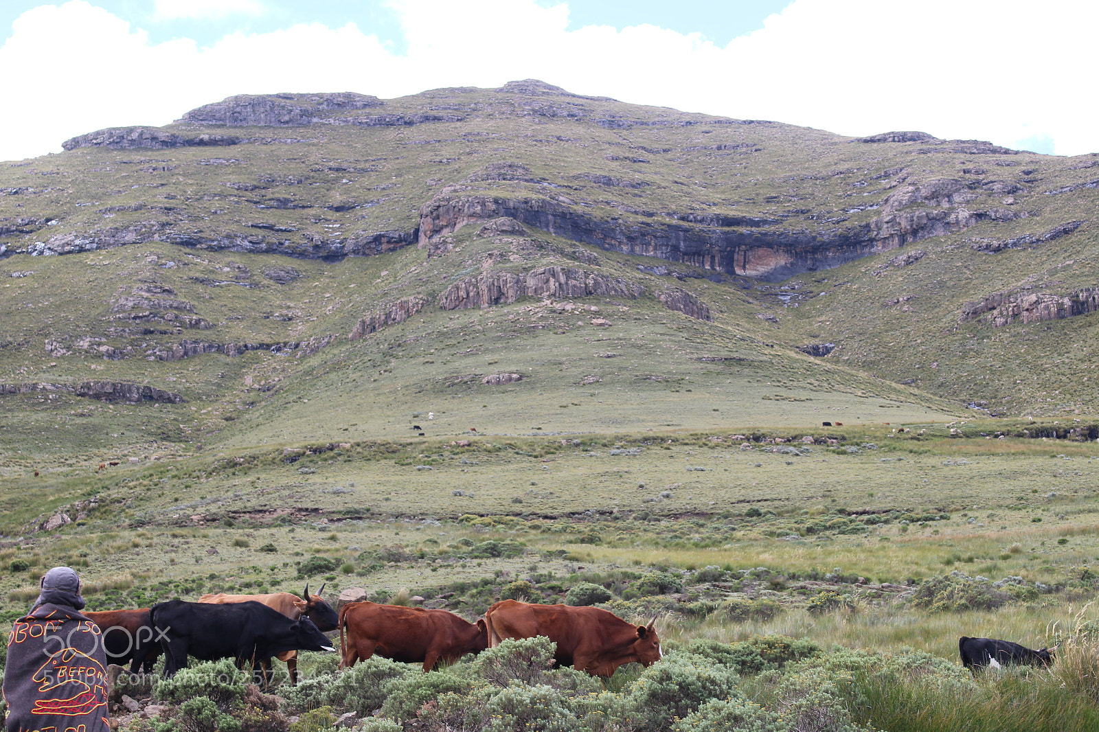 Canon EOS 100D (EOS Rebel SL1 / EOS Kiss X7) sample photo. Cows in northern lesotho photography