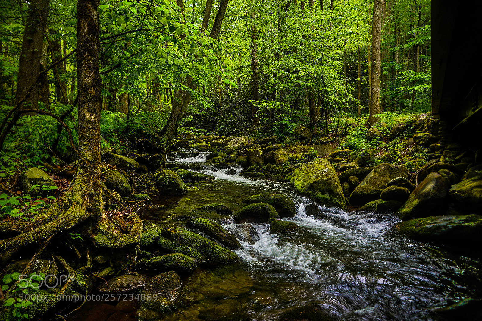 Nikon D4 sample photo. Roaring fork in tennesee! photography