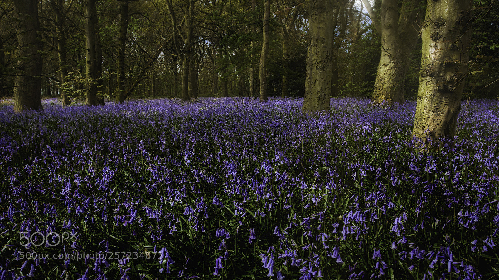 Canon EOS 5D Mark II sample photo. Bluebell woods in full photography