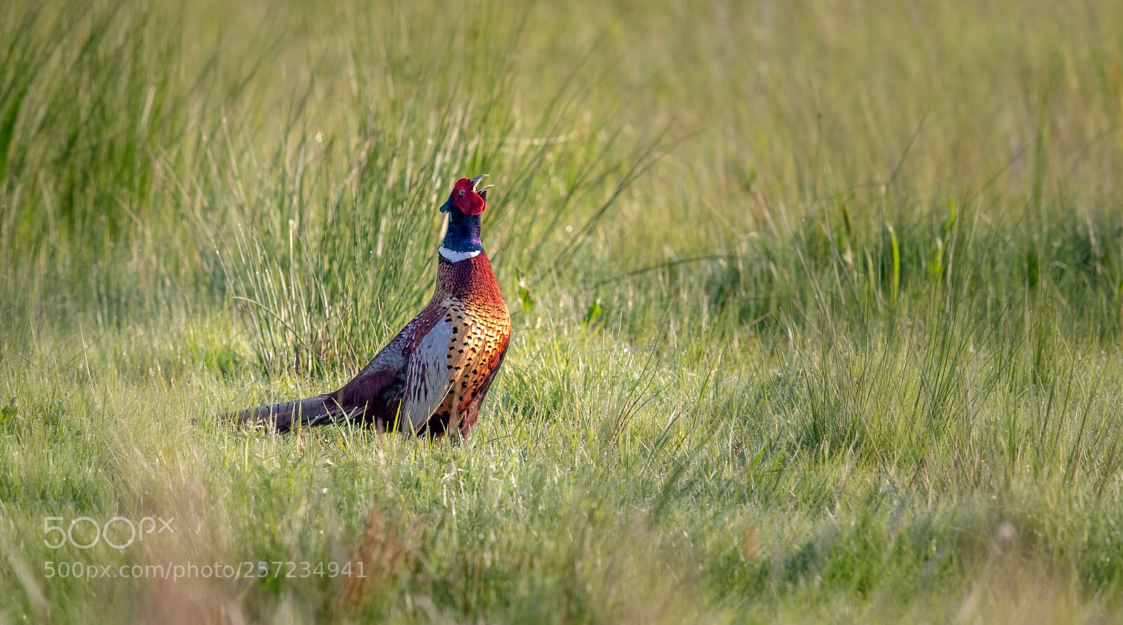 Canon EOS-1D X Mark II sample photo. Pheasant photography