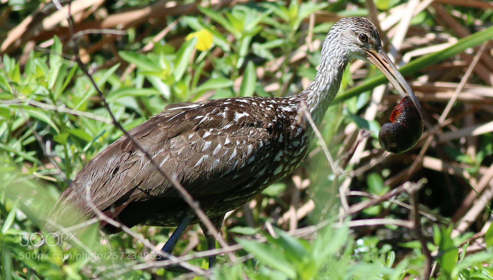 Canon EOS 70D sample photo. Limpkin  snack photography