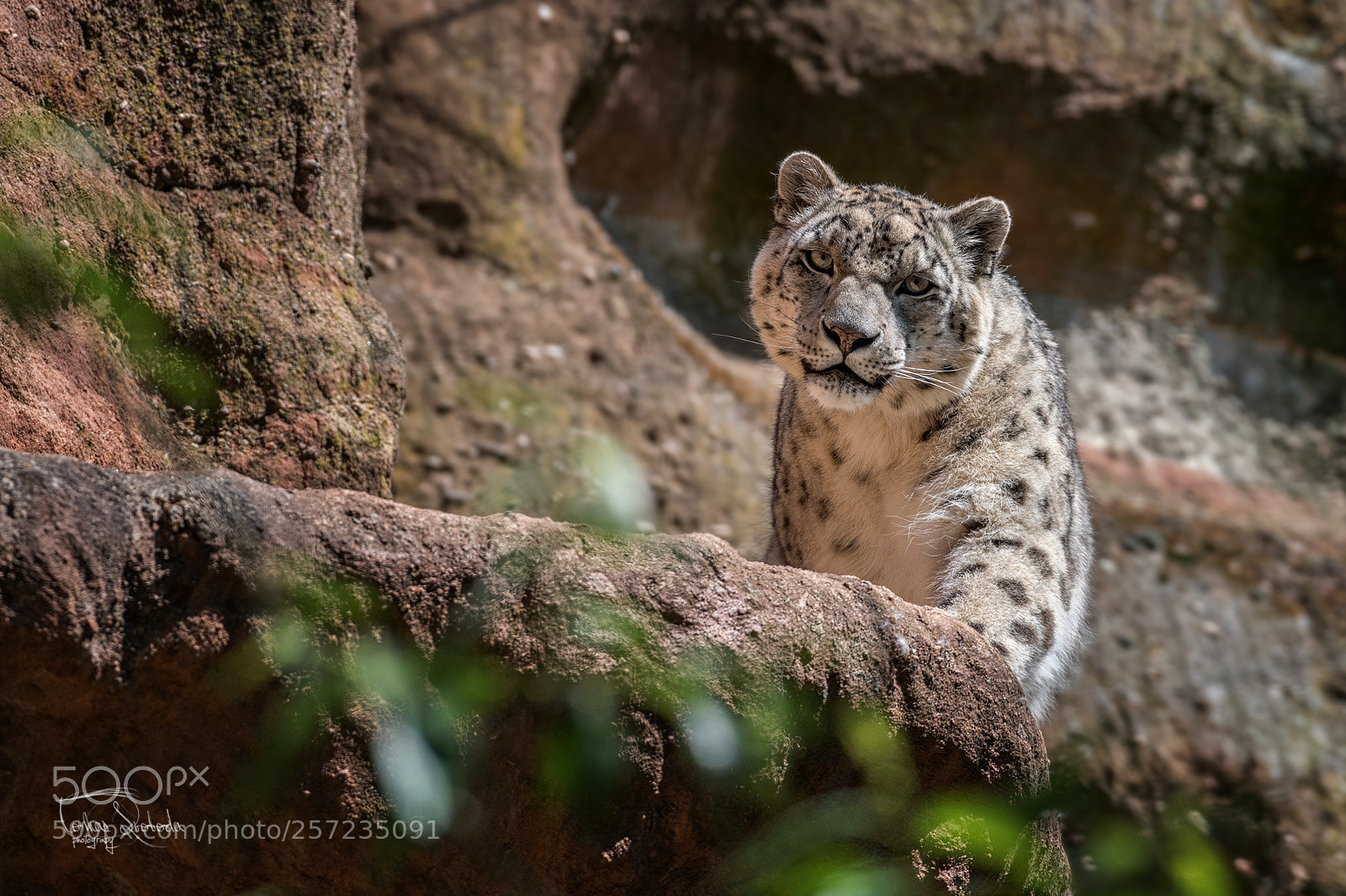 Nikon D750 sample photo. The snow leopard or photography