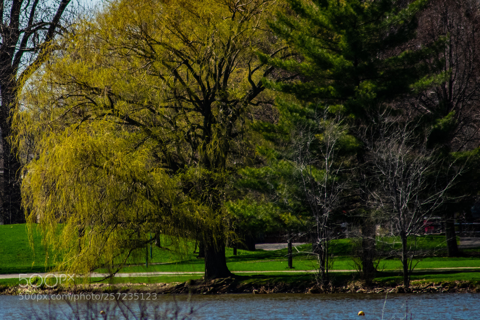 Nikon D3400 sample photo. Crown of the forest photography