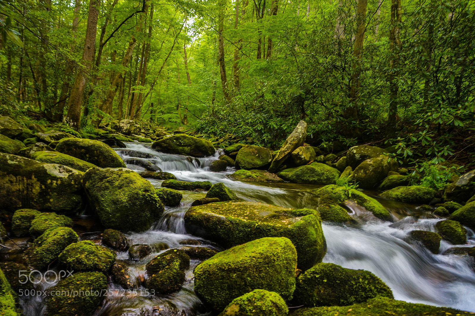 Nikon D4 sample photo. Mossy rocks and flowing photography