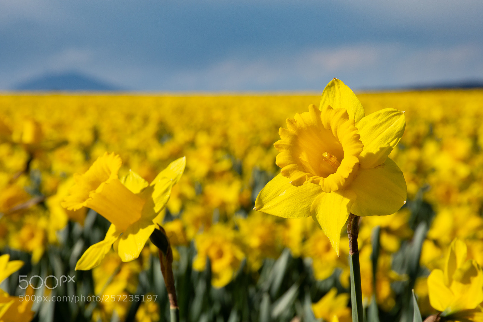Nikon D7200 sample photo. Spring in skagit valley photography