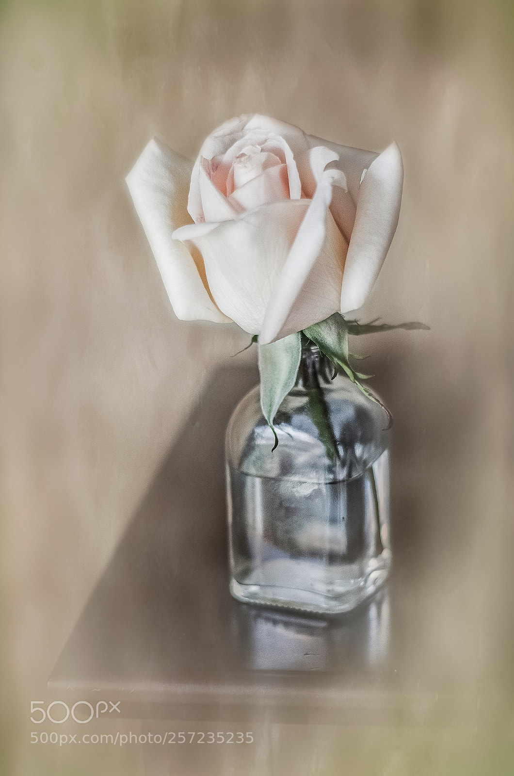 Nikon D7000 sample photo. Una rosa para ti.... photography