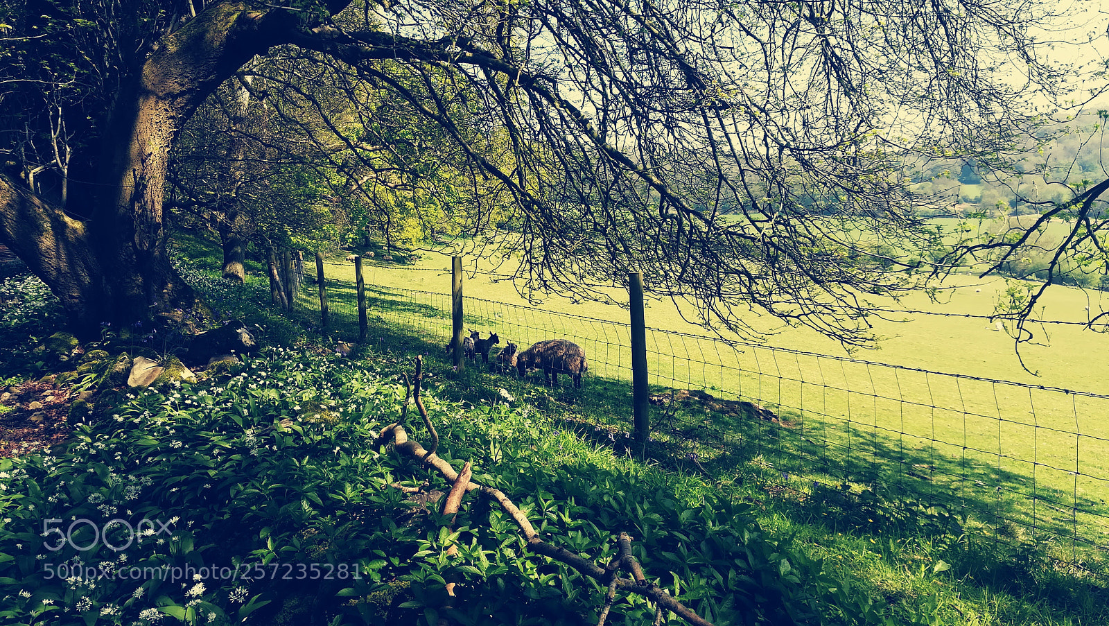 HUAWEI PRA-LX1 sample photo. Countryside  meadow photography