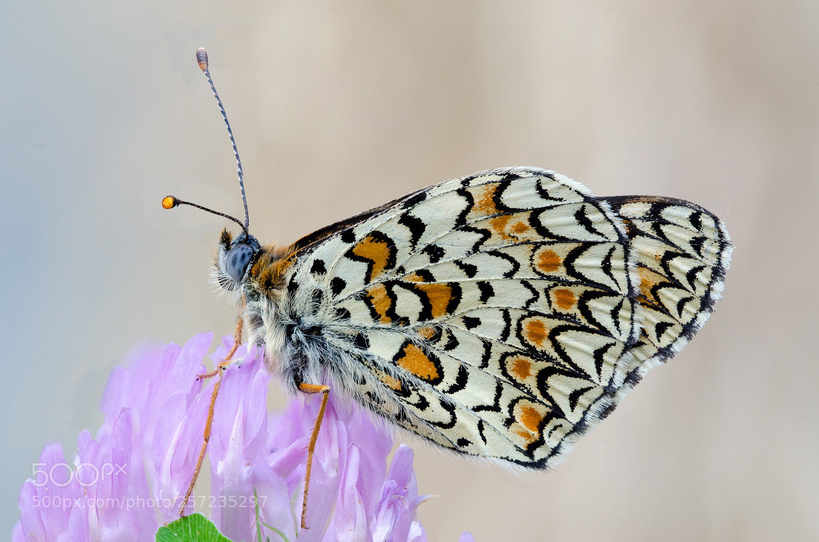 Nikon D7000 sample photo. 09052018_1-2.jpg photography