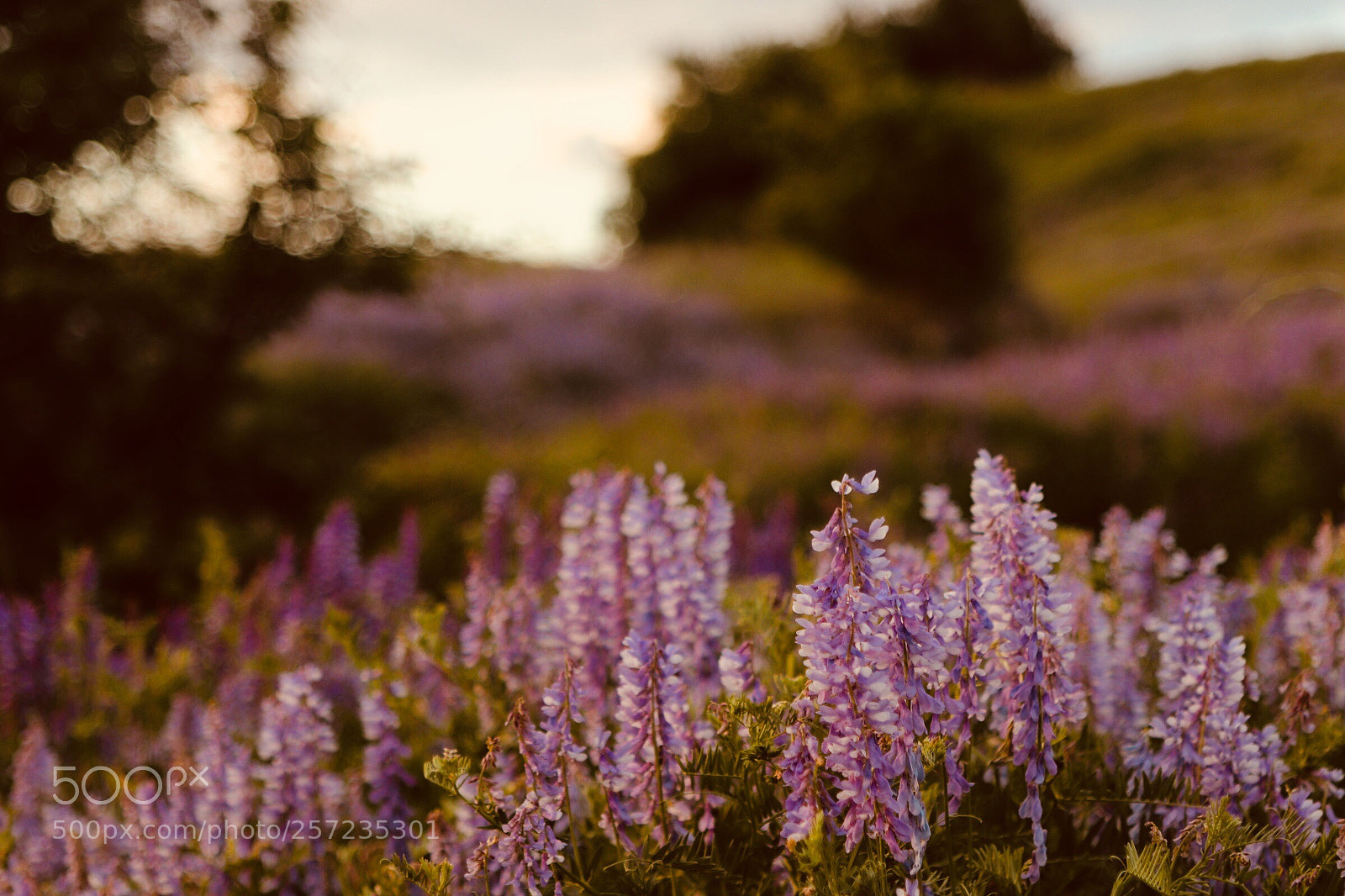 Canon EOS 77D (EOS 9000D / EOS 770D) sample photo. Untitled photography