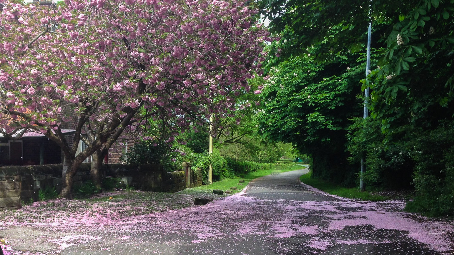 Apple iPhone 5 sample photo. Pink blossom photography