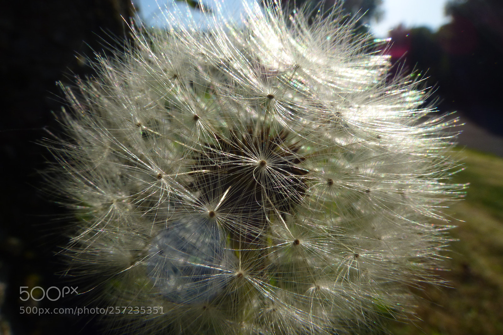 Panasonic DMC-FZ72 sample photo. Dandelion flower photography