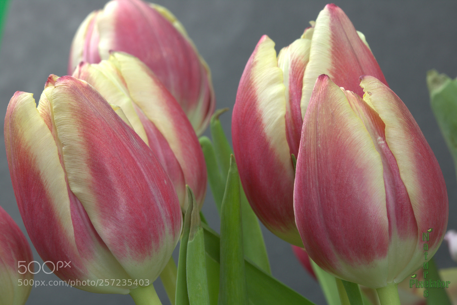 Canon EOS 750D (EOS Rebel T6i / EOS Kiss X8i) sample photo. Raspberry & cream photography
