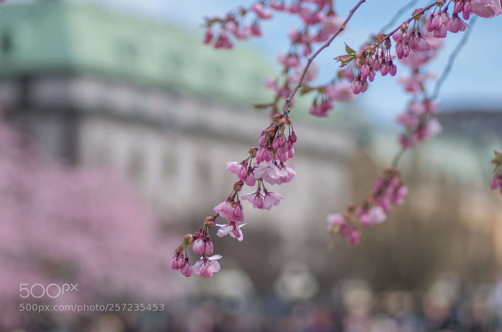 Pentax K-30 sample photo. Cherry blossom photography