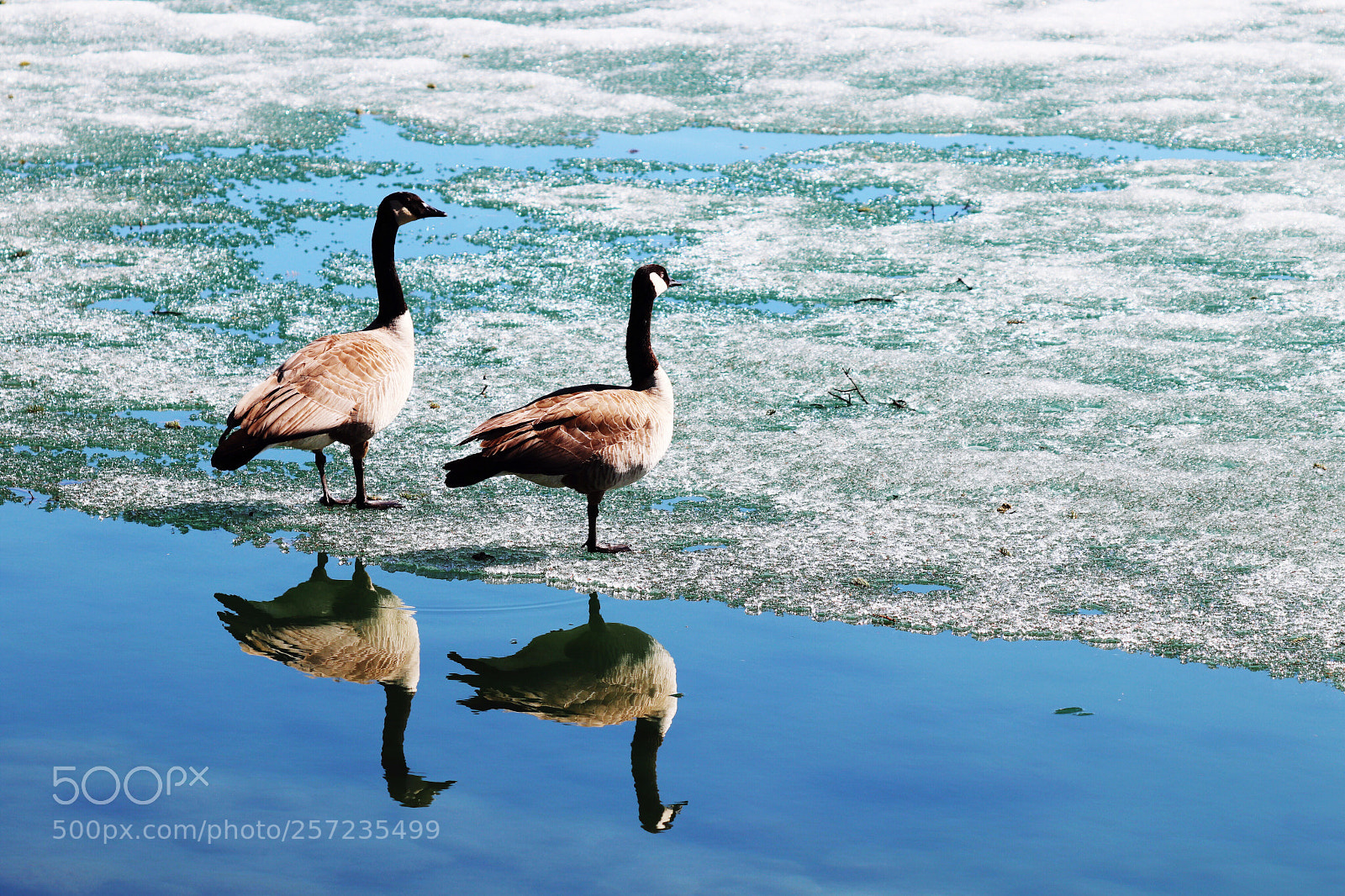 Canon EOS 800D (EOS Rebel T7i / EOS Kiss X9i) sample photo. Standing on thin ice! photography