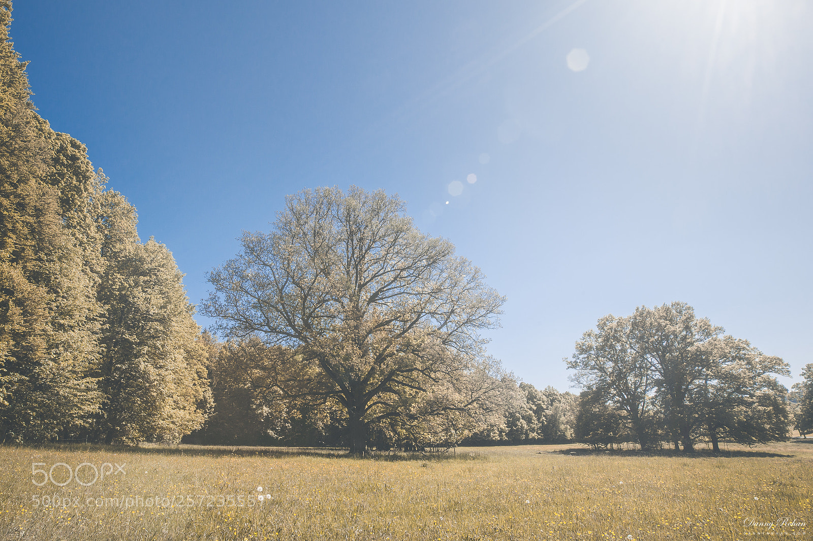 Canon EOS 5D Mark II sample photo. Yellow oak photography