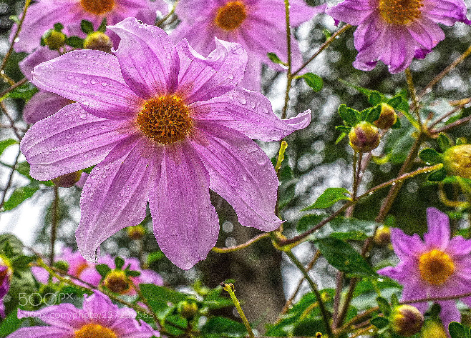 Olympus OM-D E-M1 sample photo. Flower photography