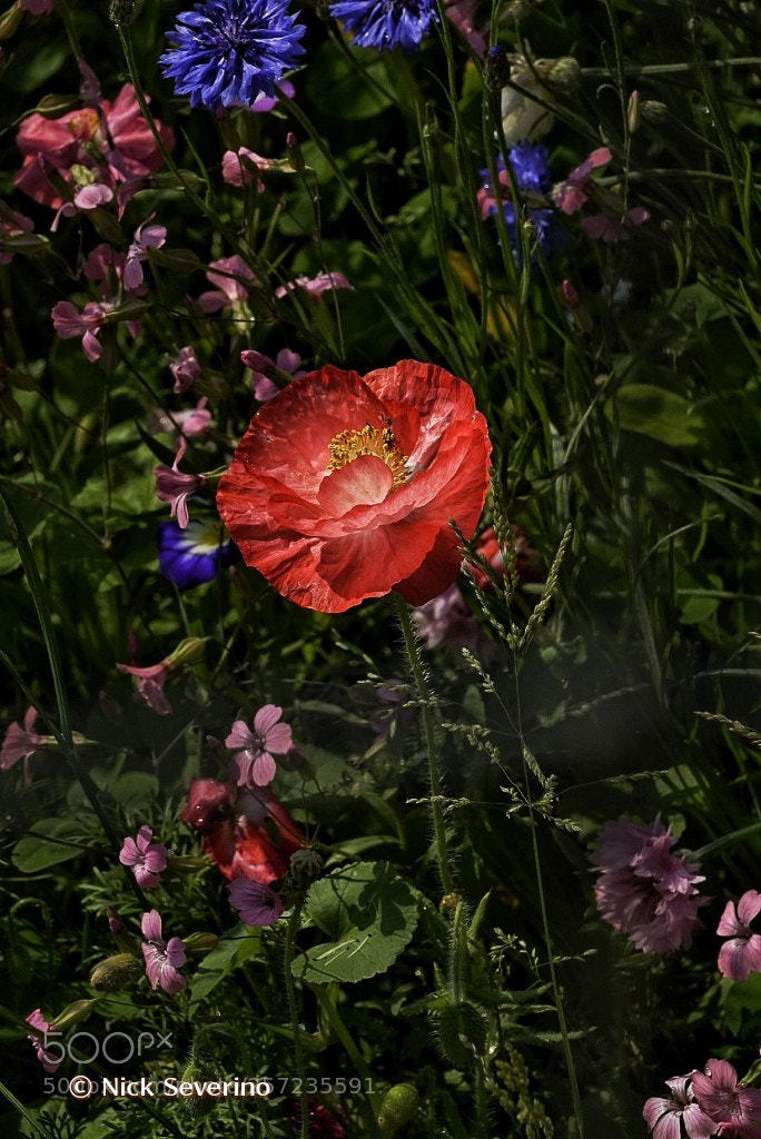 Sony a7R sample photo. A poppy and his photography