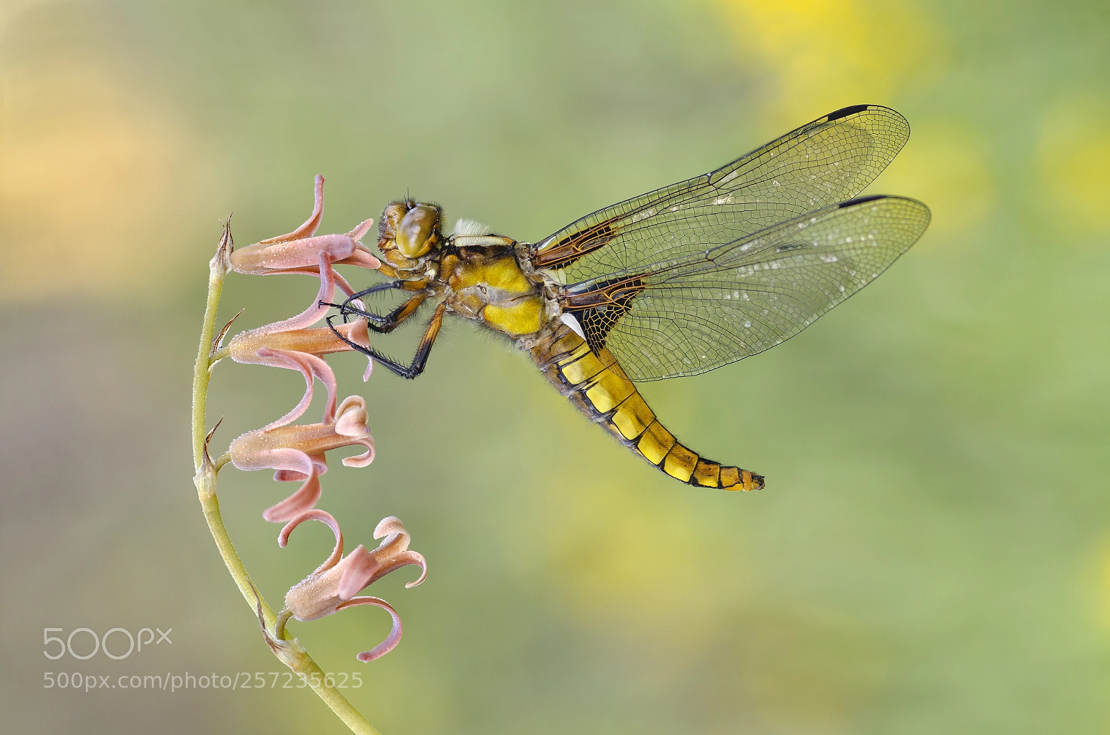 Nikon D7000 sample photo. Libellula depressa photography