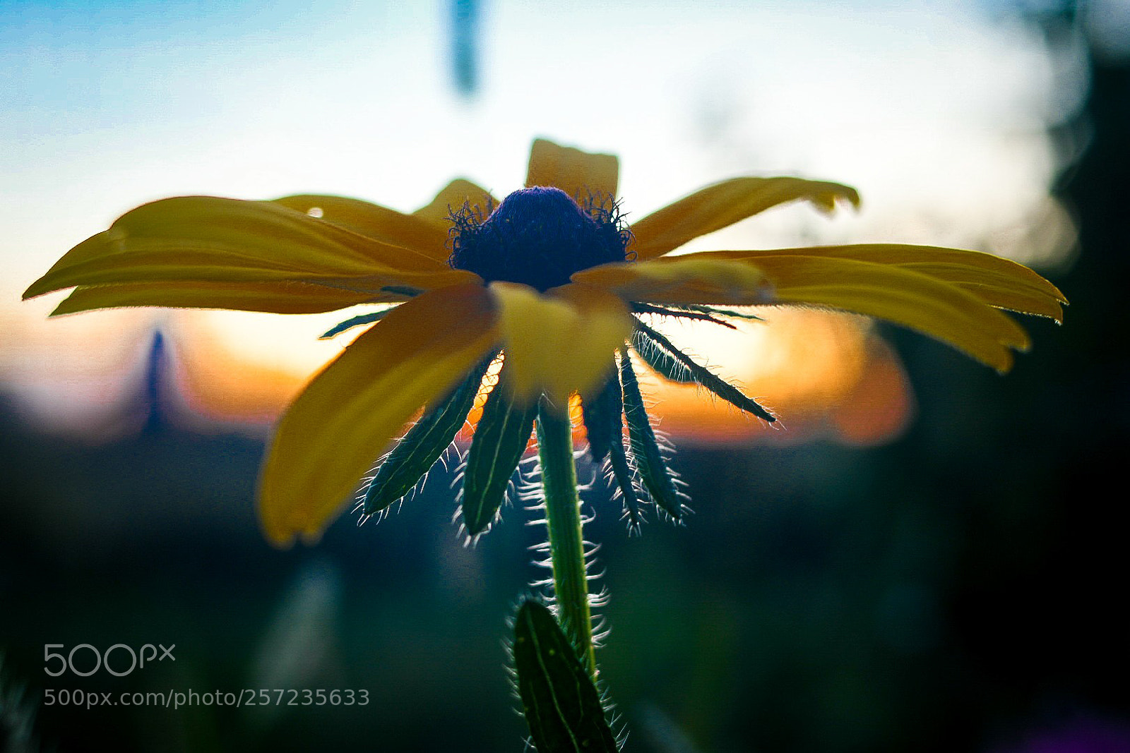 Nikon D500 sample photo. Black photography