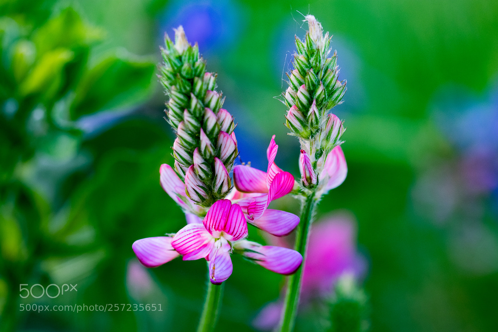 Canon EOS 77D (EOS 9000D / EOS 770D) sample photo. Magenta photography