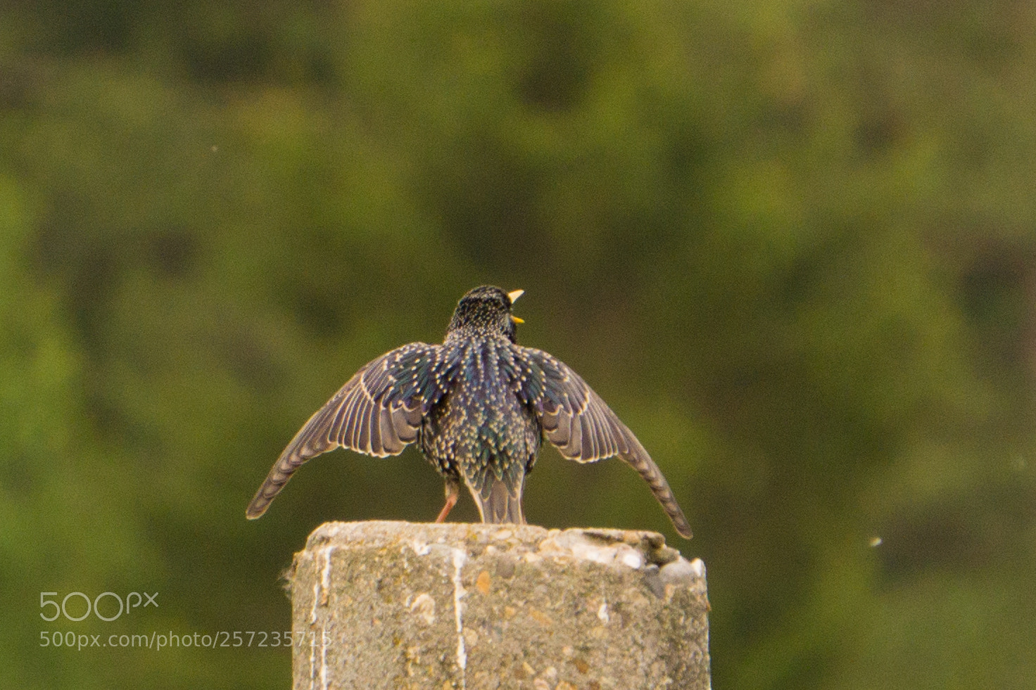 Sony a6000 sample photo. Spreadwing sterling photography