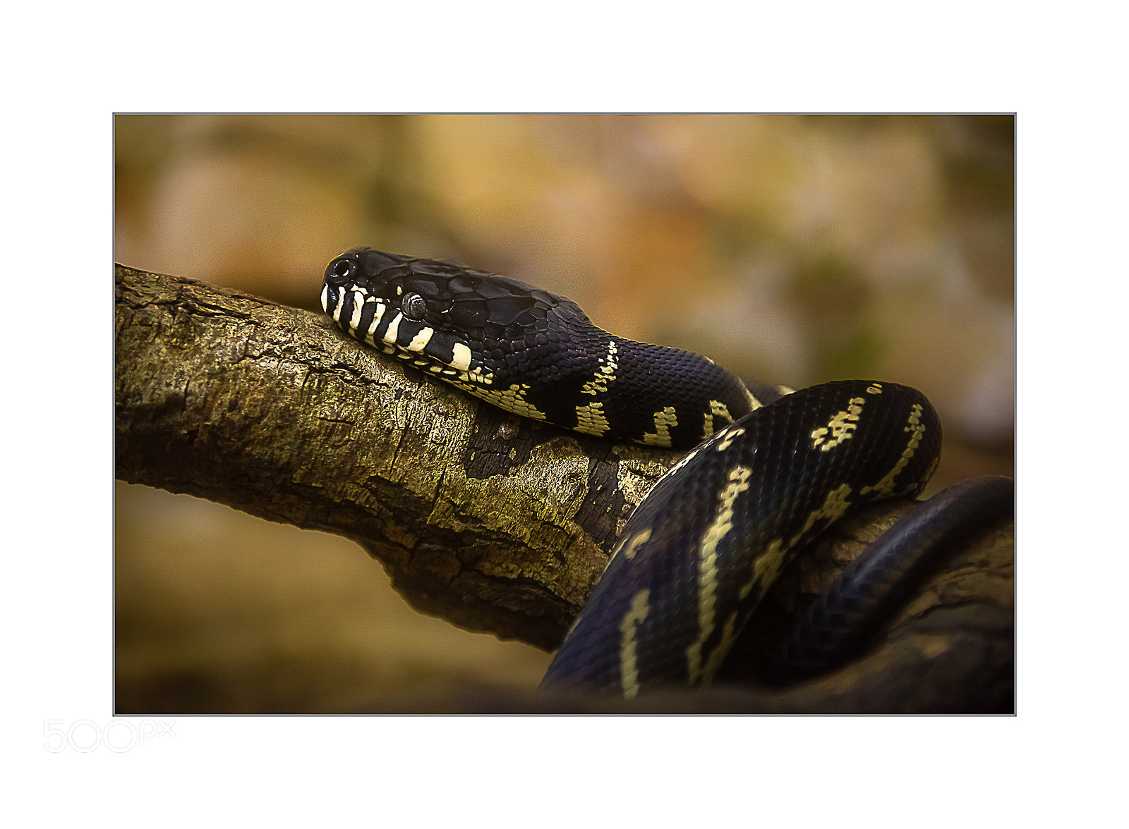 Nikon D810 sample photo. Sleeping photography