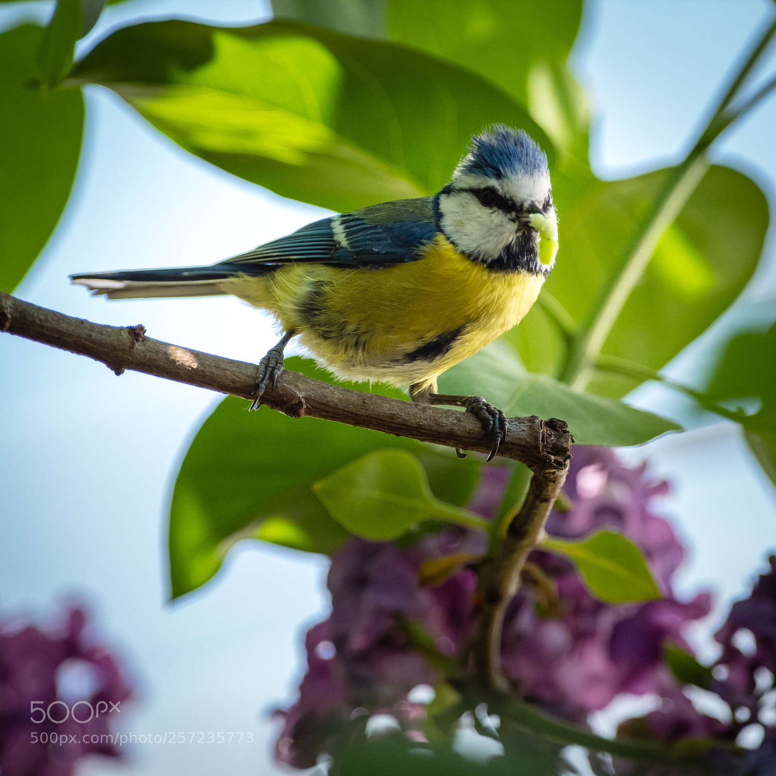 Pentax K-1 sample photo. Blaumeise mit raupe  photography