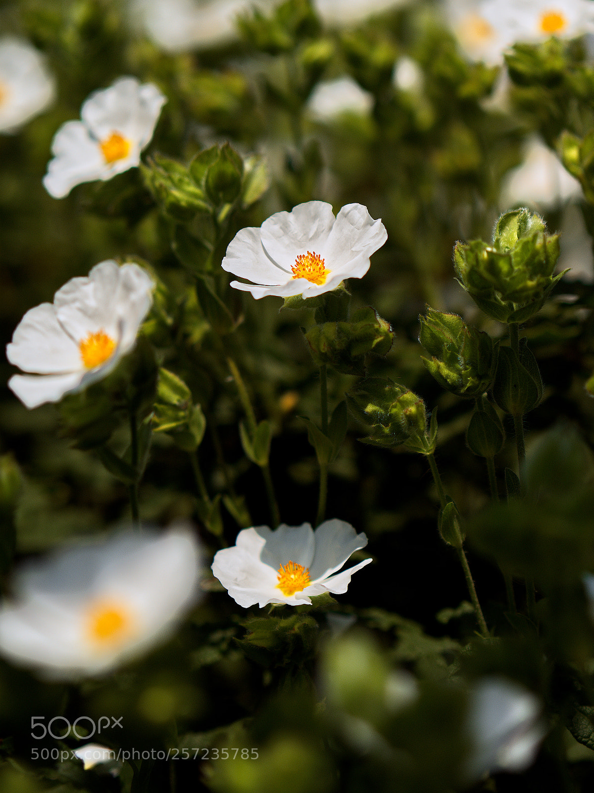 Panasonic Lumix DC-GH5 sample photo. Le printemps dans les photography
