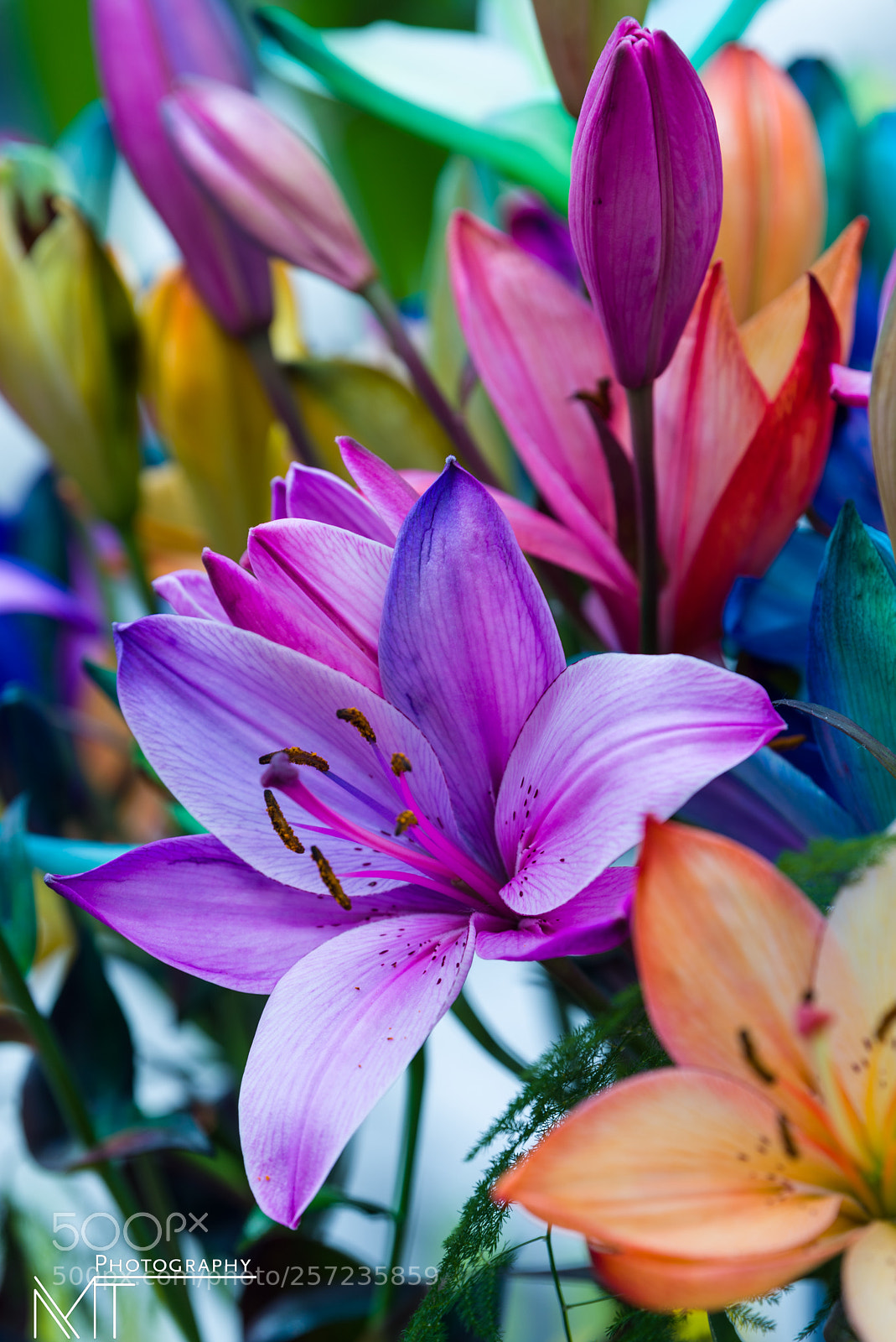 Nikon D750 sample photo. Colorfull tulips, keukenhof, holland photography