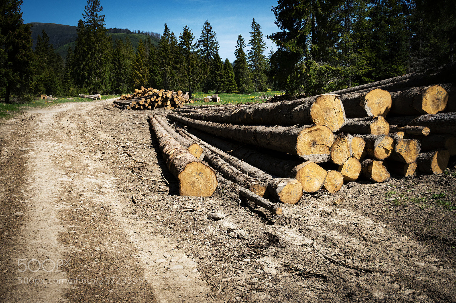 Nikon D5500 sample photo. Piles of spruce wood photography