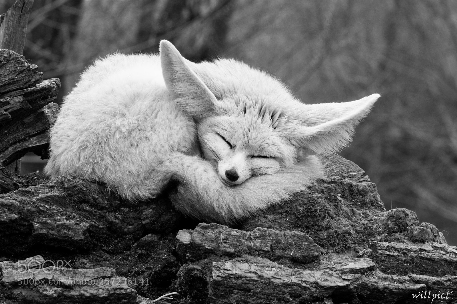 Nikon D7200 sample photo. Sleep after meal photography