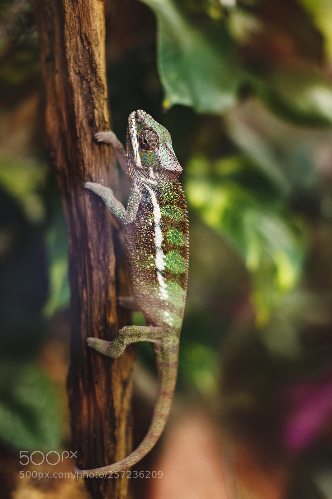 Canon EOS 5D Mark II sample photo. Chameleon photography