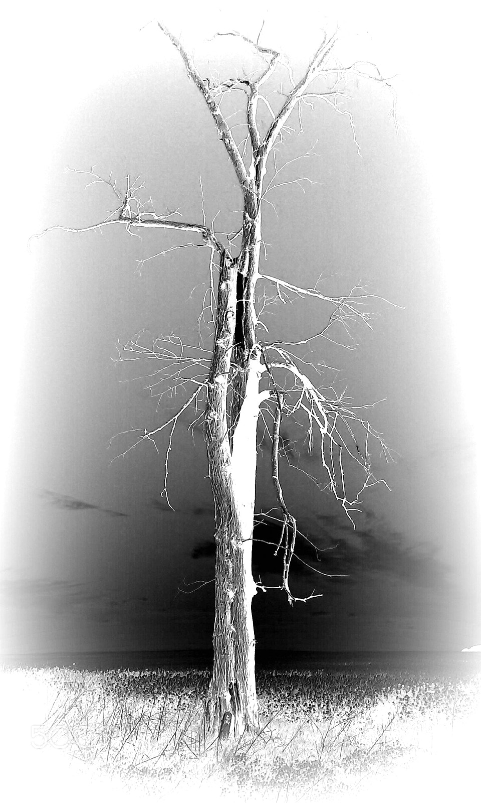 LG F70 sample photo. Dead tree photography