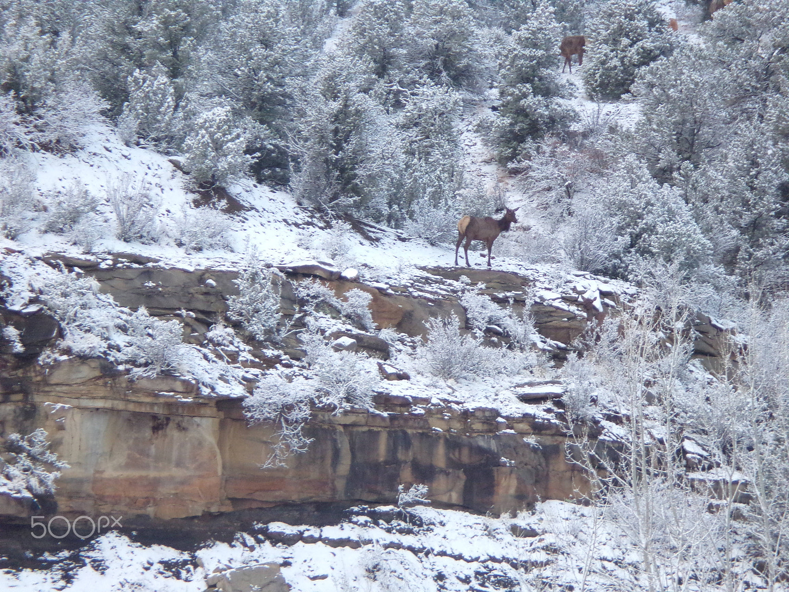 JK KODAK PIXPRO AZ401 sample photo. Colorado elk photography