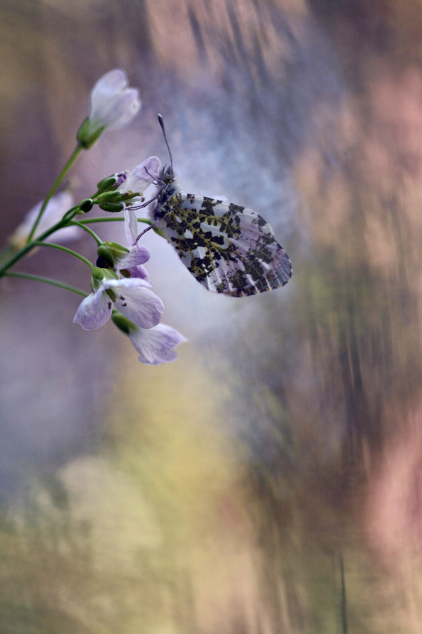 Nikon D7100 sample photo. Orange-tip photography