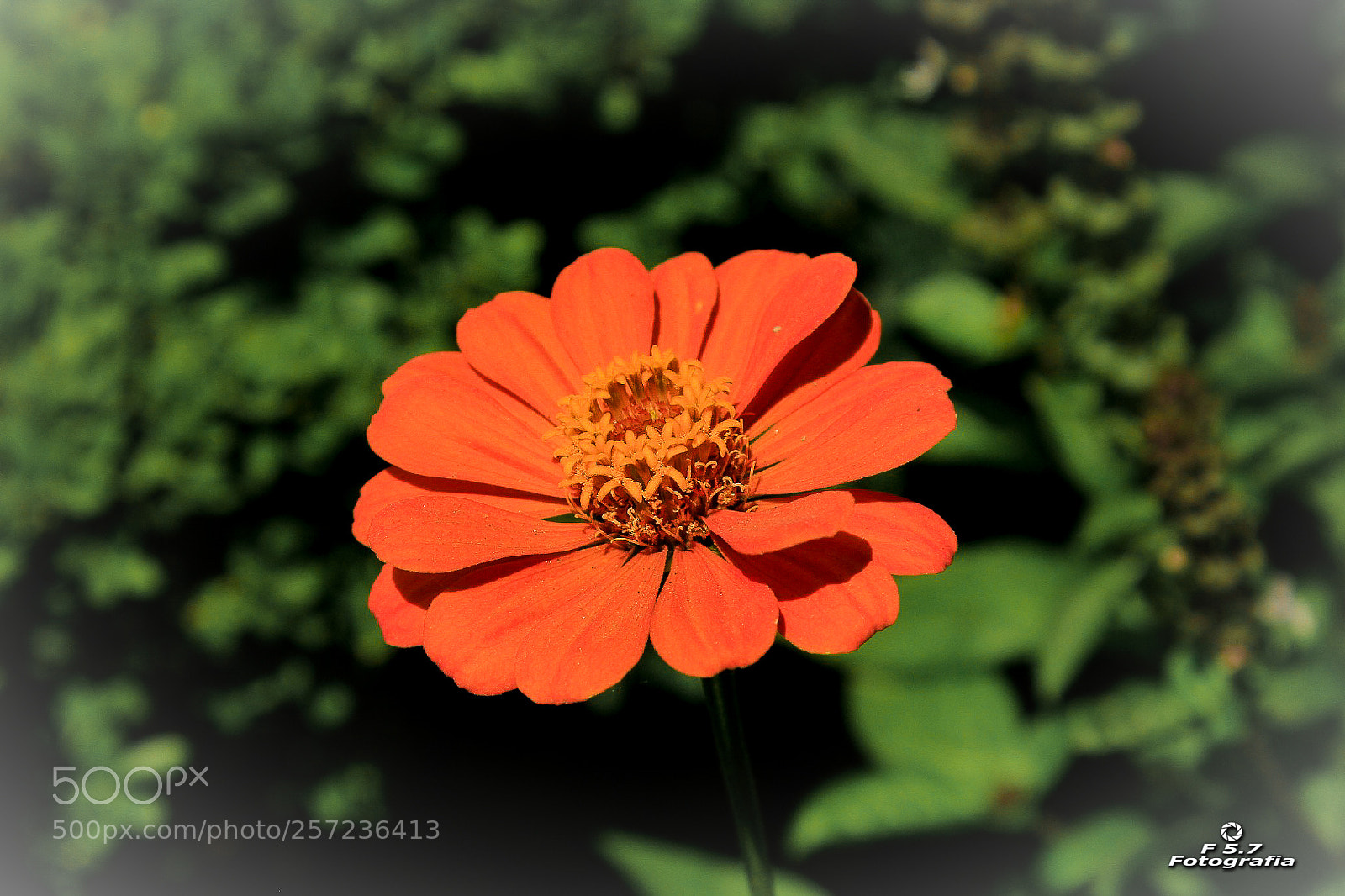 Canon EOS 7D sample photo. Flores de alhambra 8 photography