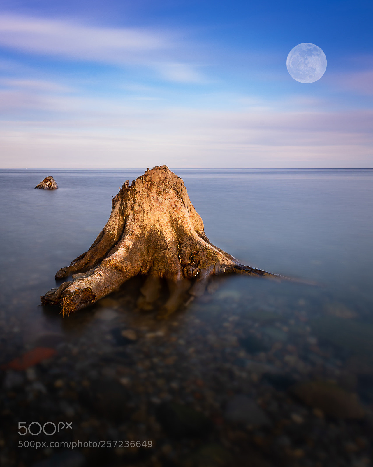 Nikon D850 sample photo. Stumped photography