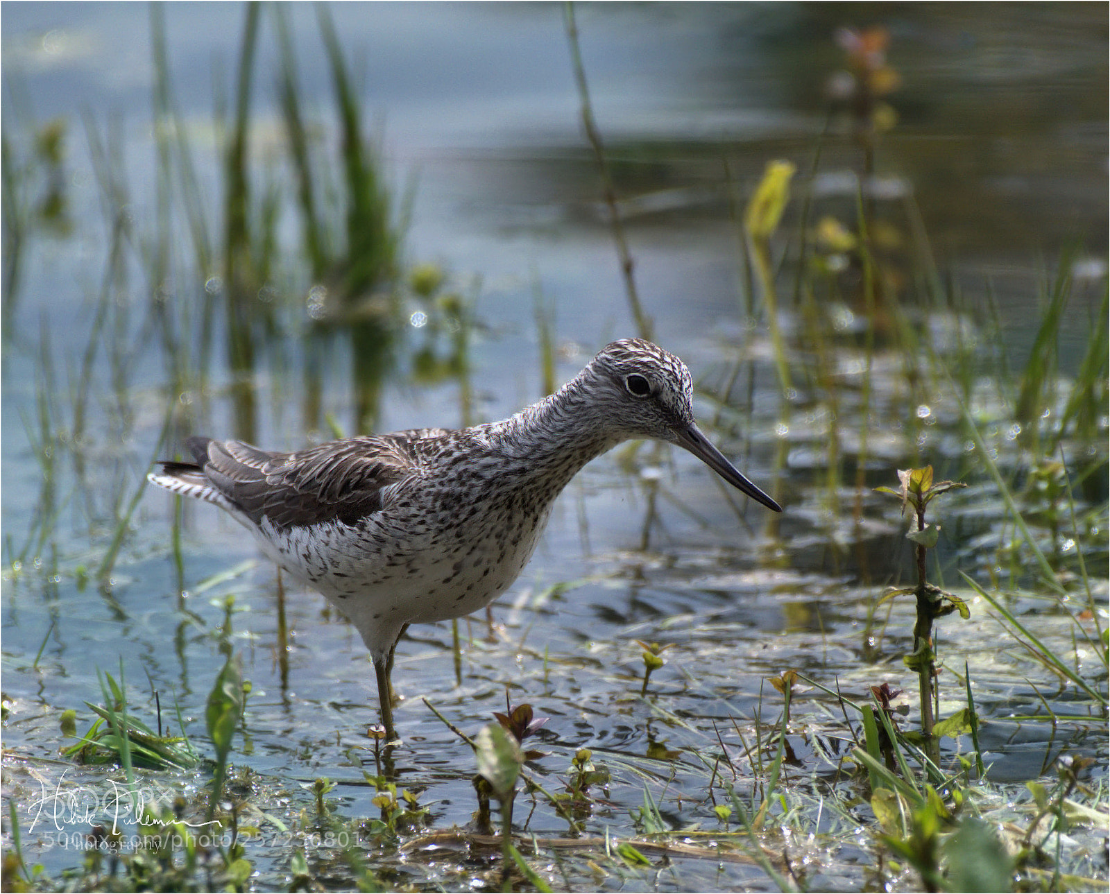 Nikon D750 sample photo. Sandpiper photography