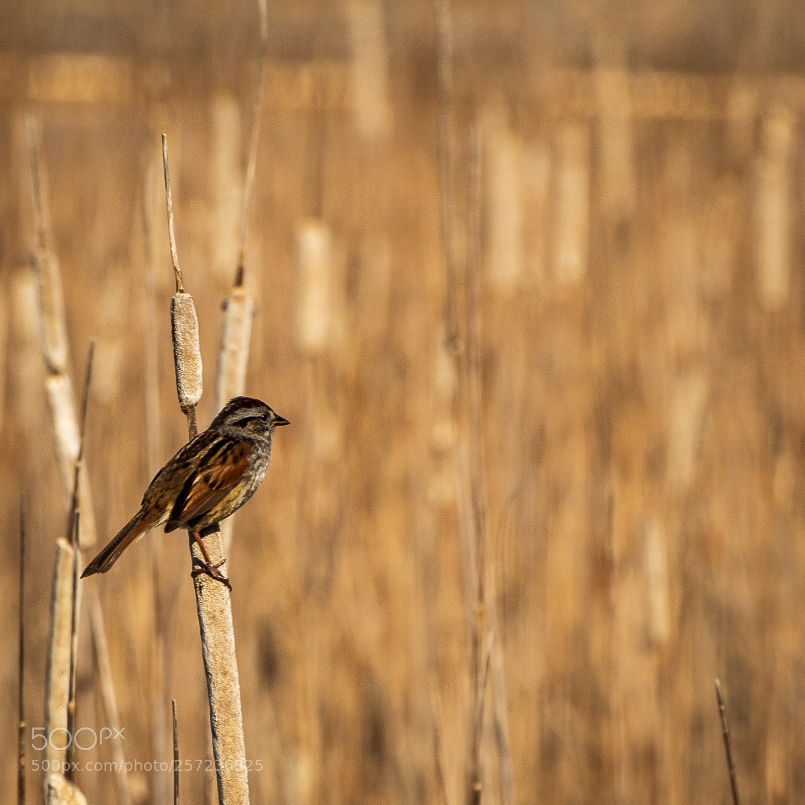 Nikon D610 sample photo. Swamp sparrow photography